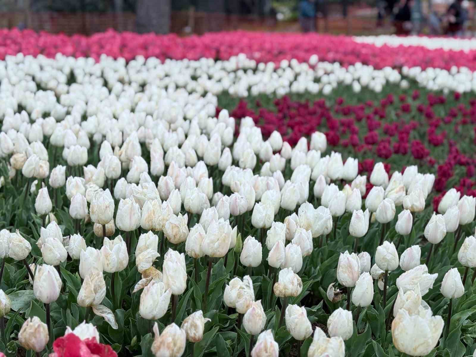 emirgan korusunda lale festivali basladi 0