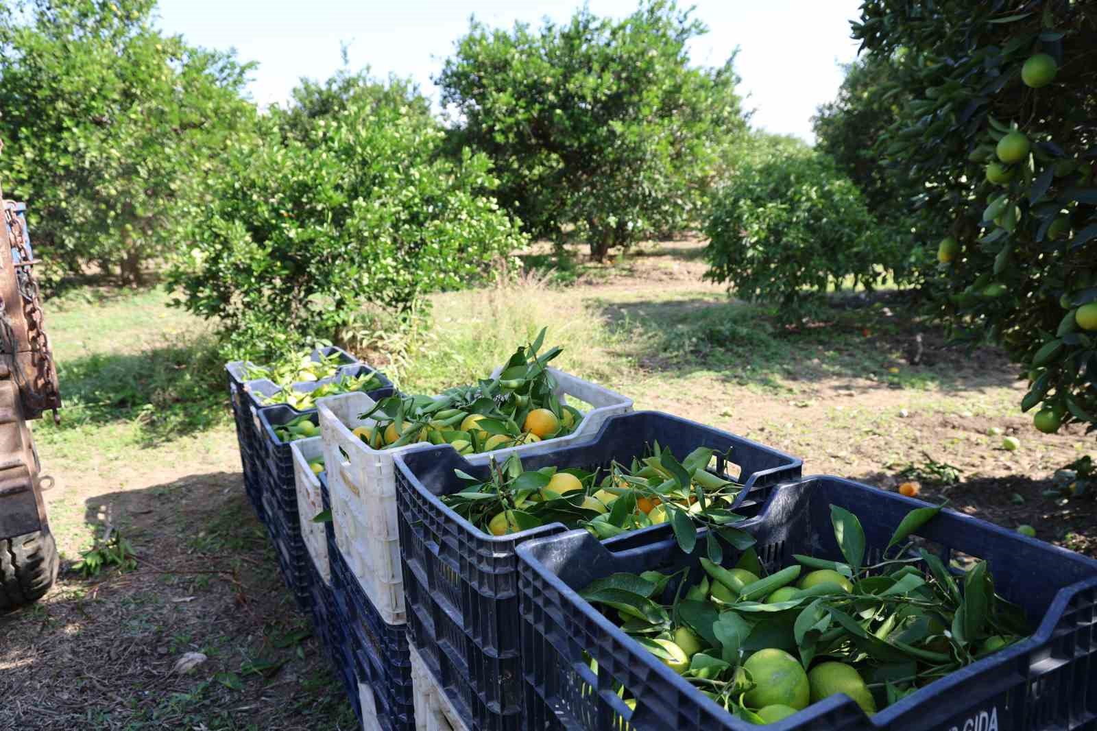 en ucuz meyve mandalina bahcede 8 tlye kadar dustu 10