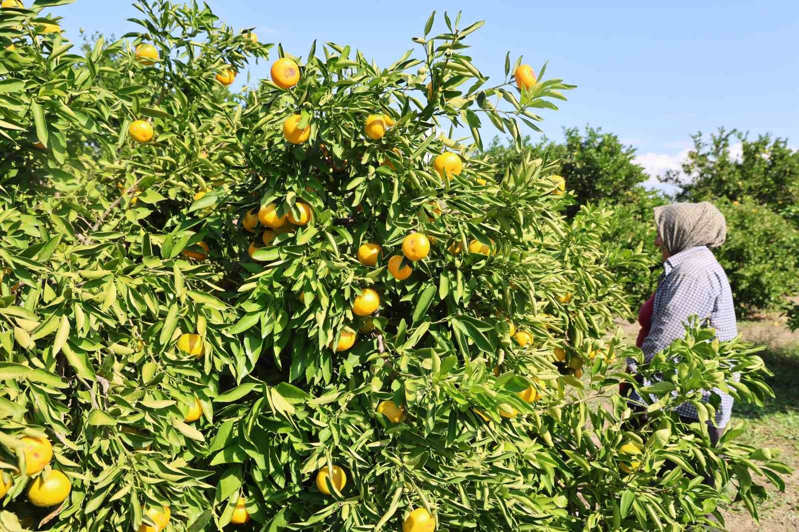 en ucuz meyve mandalina bahcede 8 tlye kadar dustu 7 rb5UJrhO
