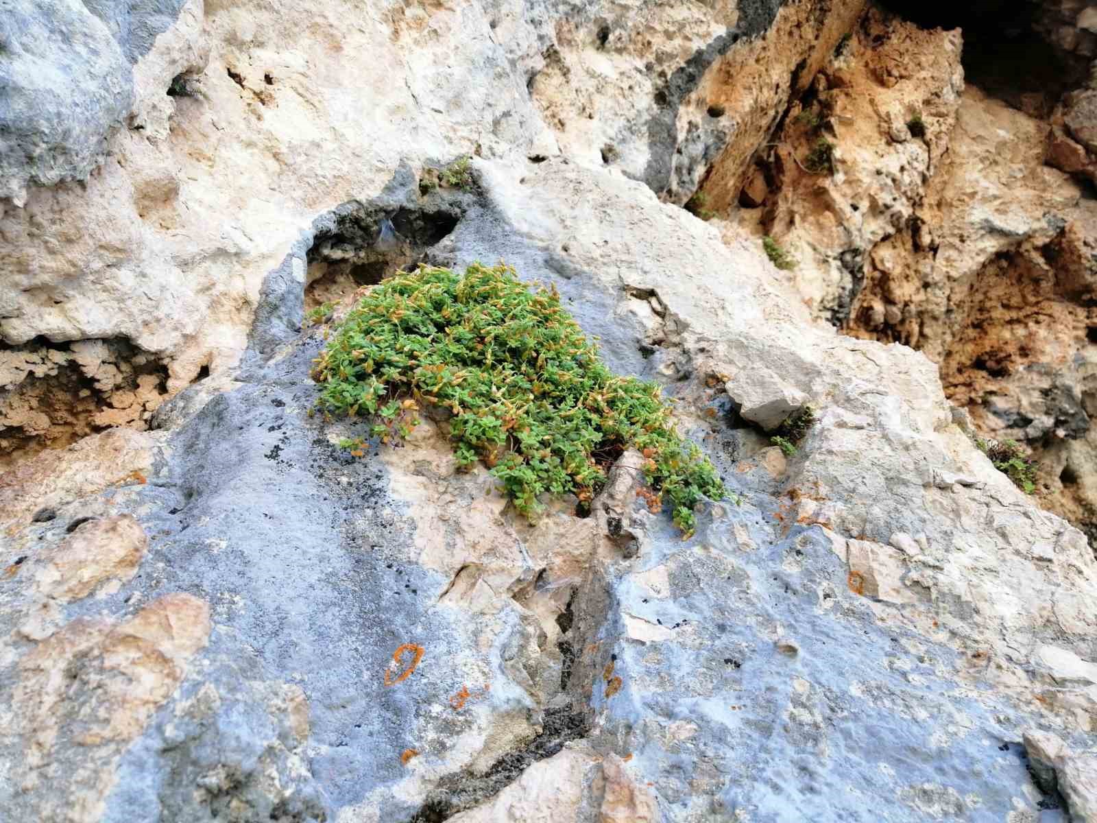 endemik malatya kantaronu kimyasal olarak sari kantarondan daha zengin cikti 1 rtVSCXyE