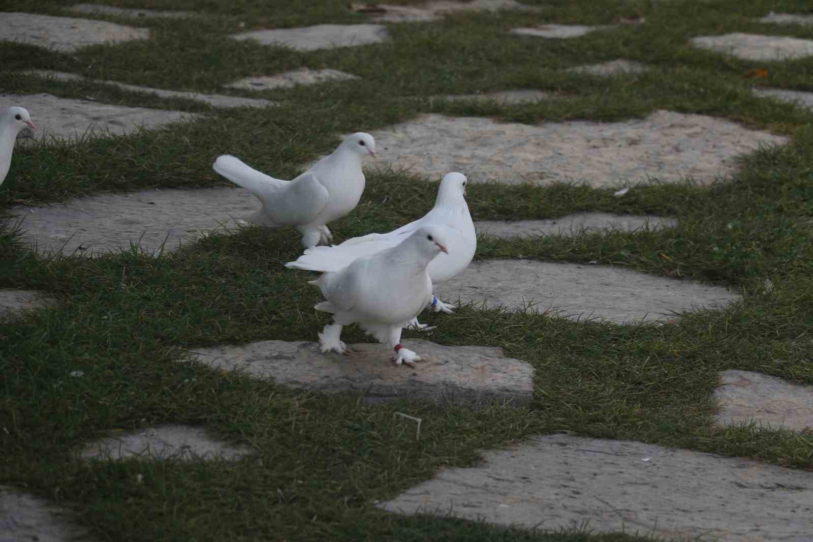 endemik vadide ankaranin 4 beyazi 12