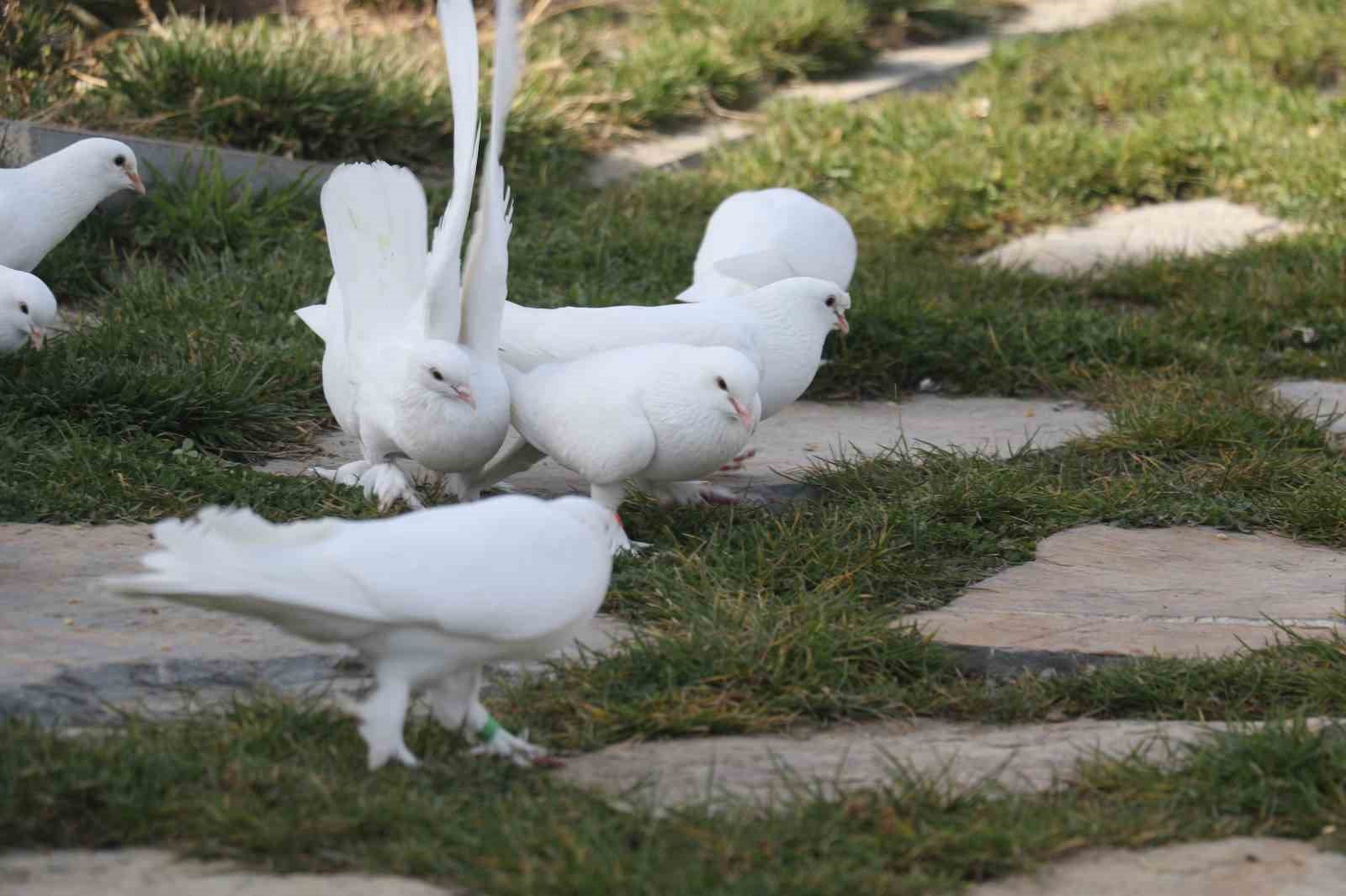endemik vadide ankaranin 4 beyazi 14 r2p6fyjt