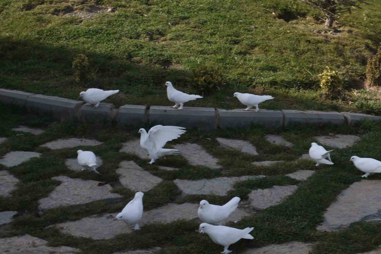 endemik vadide ankaranin 4 beyazi 15 3ePJryUj