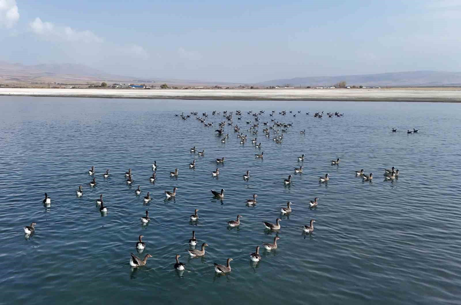 ercek golunun yeni misafirleri kucuk sakarcalar havadan goruntulendi 4 RaR3KuQv