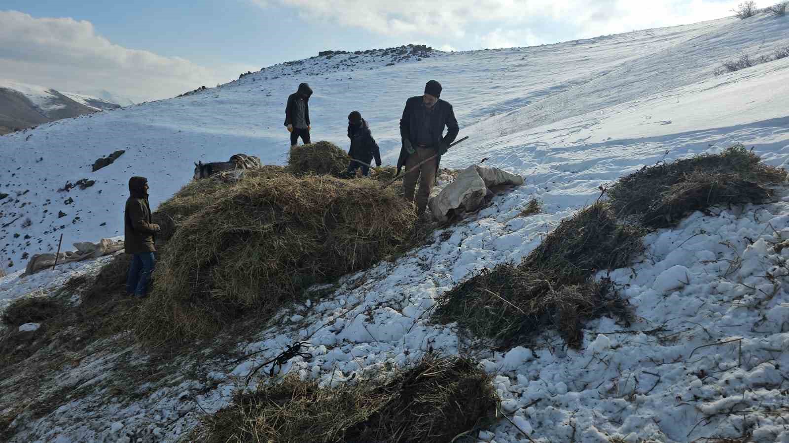 Erciş’te asırlık kış mesaisi: Otlar kızaklarla köye taşınıyor 8 erciste asirlik kis mesaisi otlar kizaklarla koye tasiniyor 4 cn6aTsKN