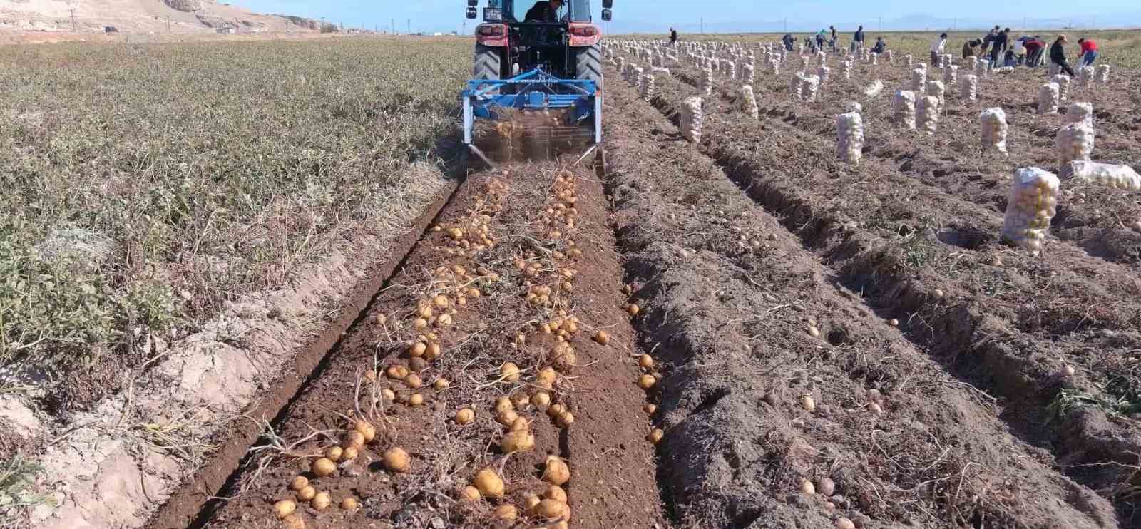 erciste patates hasadi basladi 0 iqumPHpP