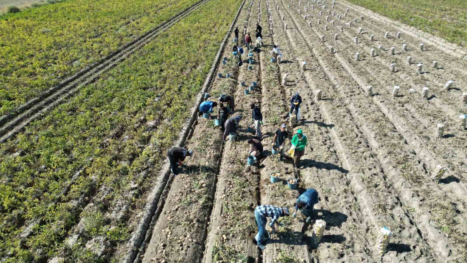 erciste patates hasadi basladi 1 K2hHet66