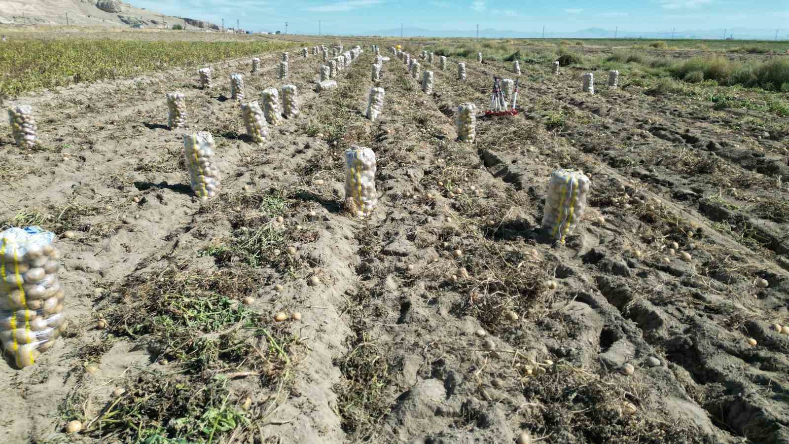 erciste patates hasadi basladi 2 FtdONc7G