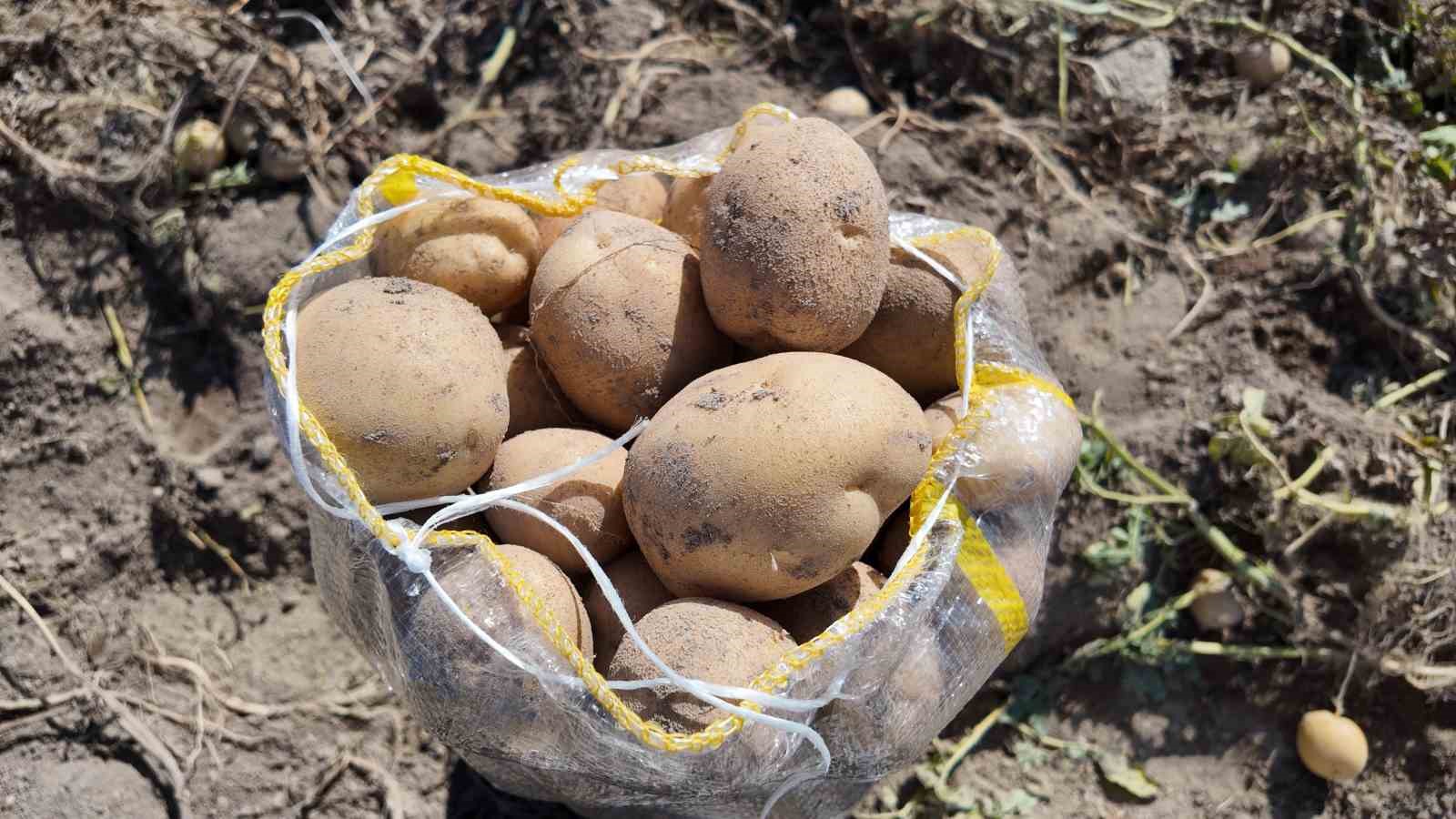 erciste patates hasadi basladi 3 ugHTtrTD