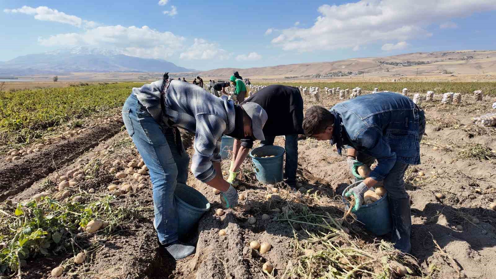erciste patates hasadi basladi 5