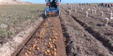erciste-patates-hasadi-basladi-g1O1jHc8.jpg