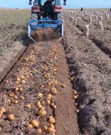 erciste-patates-hasadi-basladi-g1O1jHc8.jpg