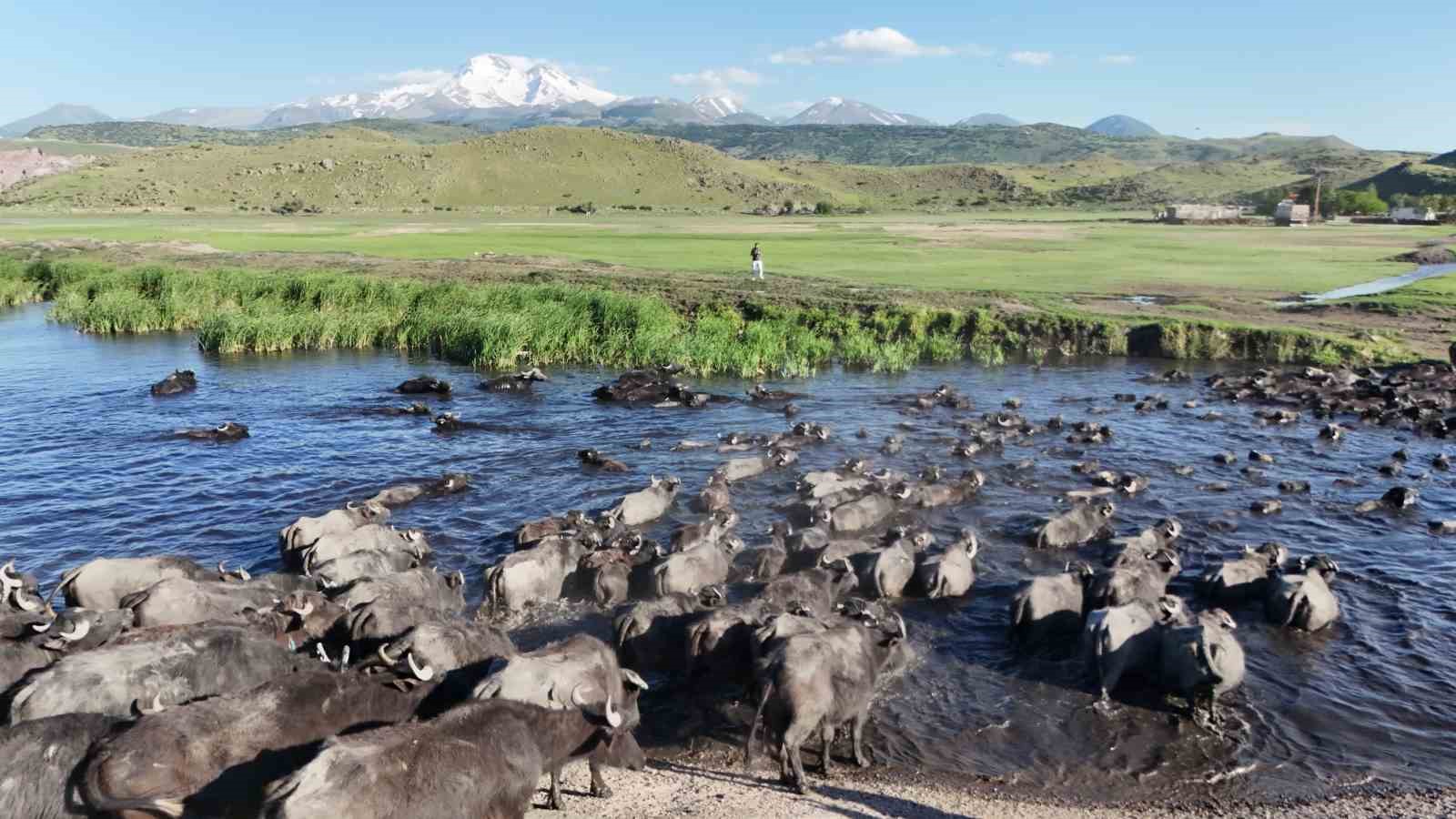 Erciyes’in eteklerinde manda safari 4 erciyesin eteklerinde manda safari 0 bWHmgJ9V