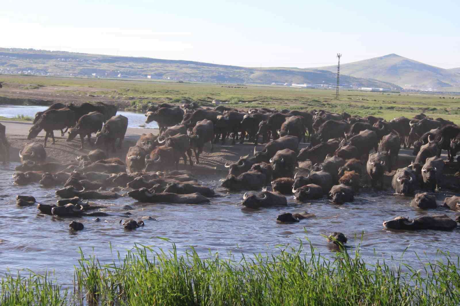 Erciyes’in eteklerinde manda safari 6 erciyesin eteklerinde manda safari 2 eDpYFq7m