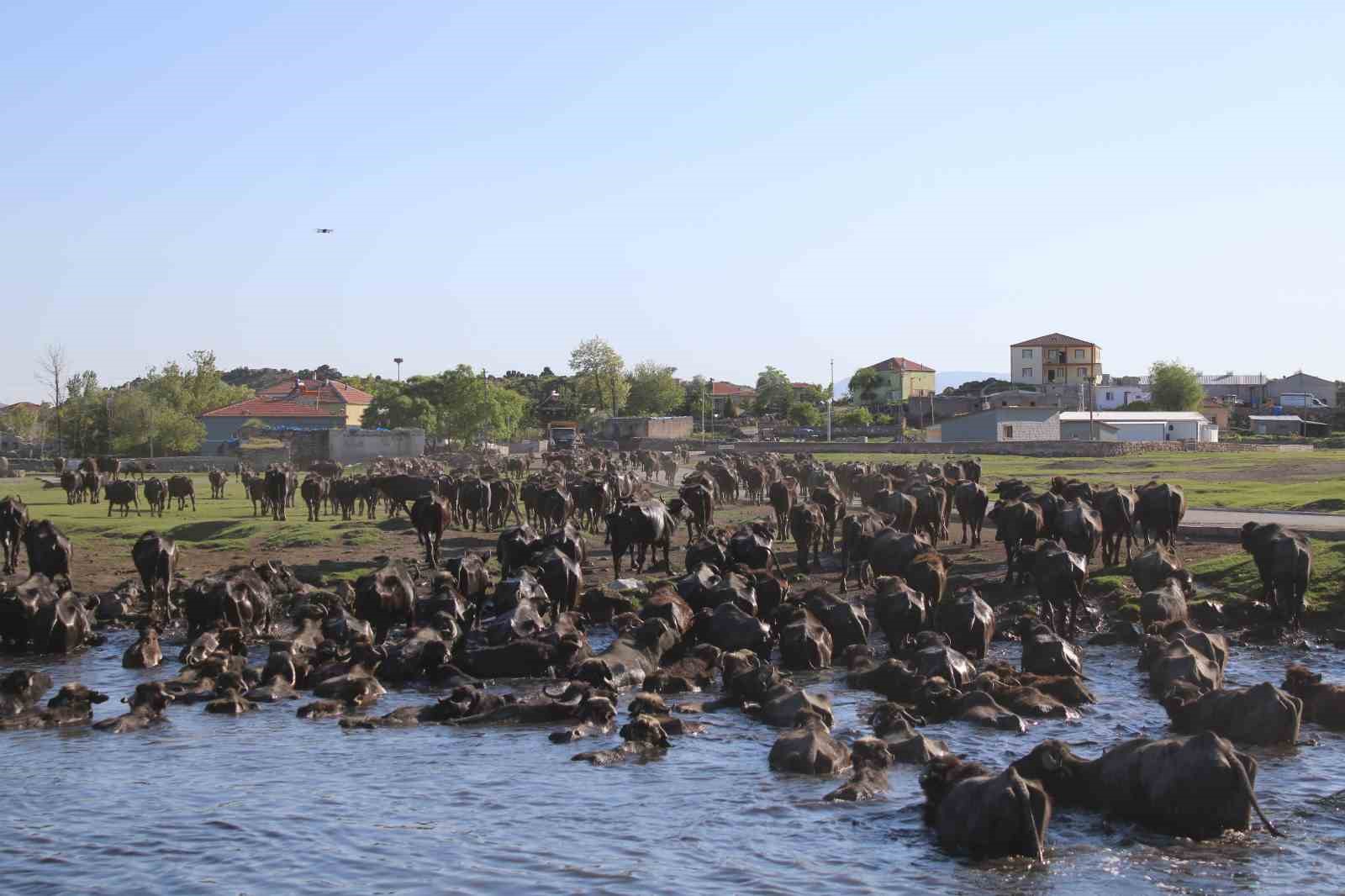 Erciyes’in eteklerinde manda safari 8 erciyesin eteklerinde manda safari 4 ZequUZw9