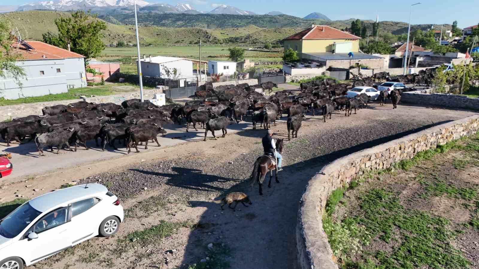 Erciyes’in eteklerinde manda safari 9 erciyesin eteklerinde manda safari 5 1WMAfIcc