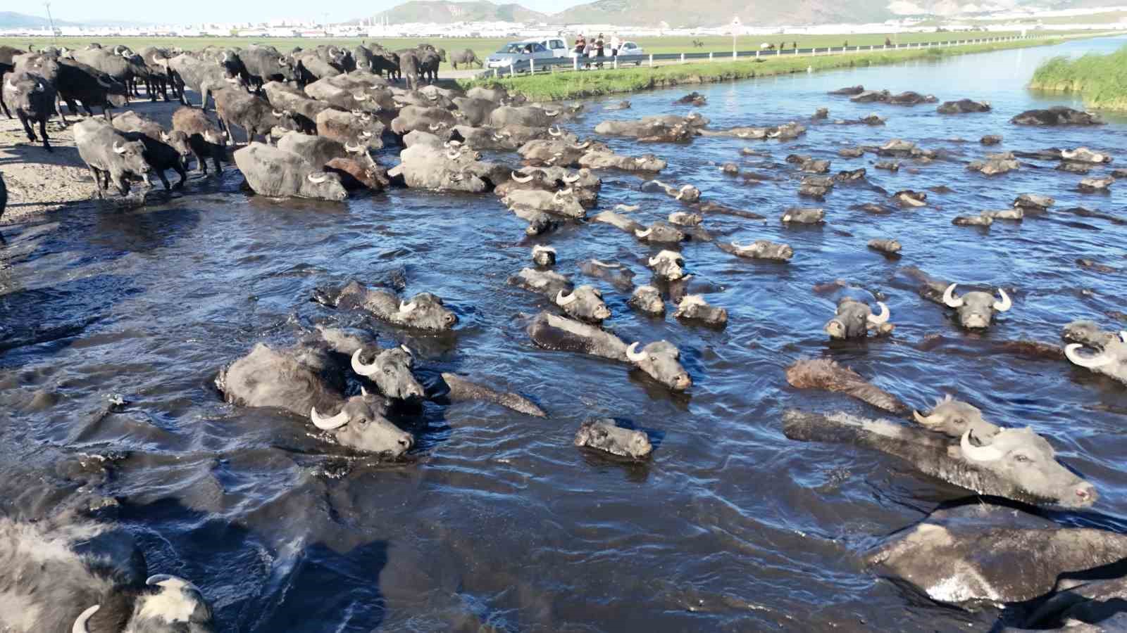 Erciyes’in eteklerinde manda safari 10 erciyesin eteklerinde manda safari 6 vkQiBdFl