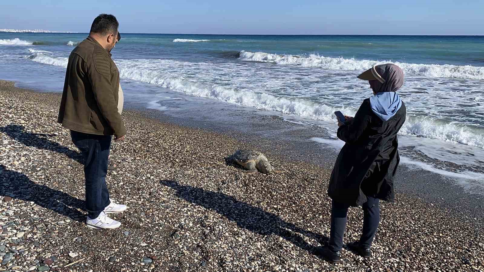 erdemli sahilinde uzucu manzara 2 gunde 2 caretta caretta telef oldu 0