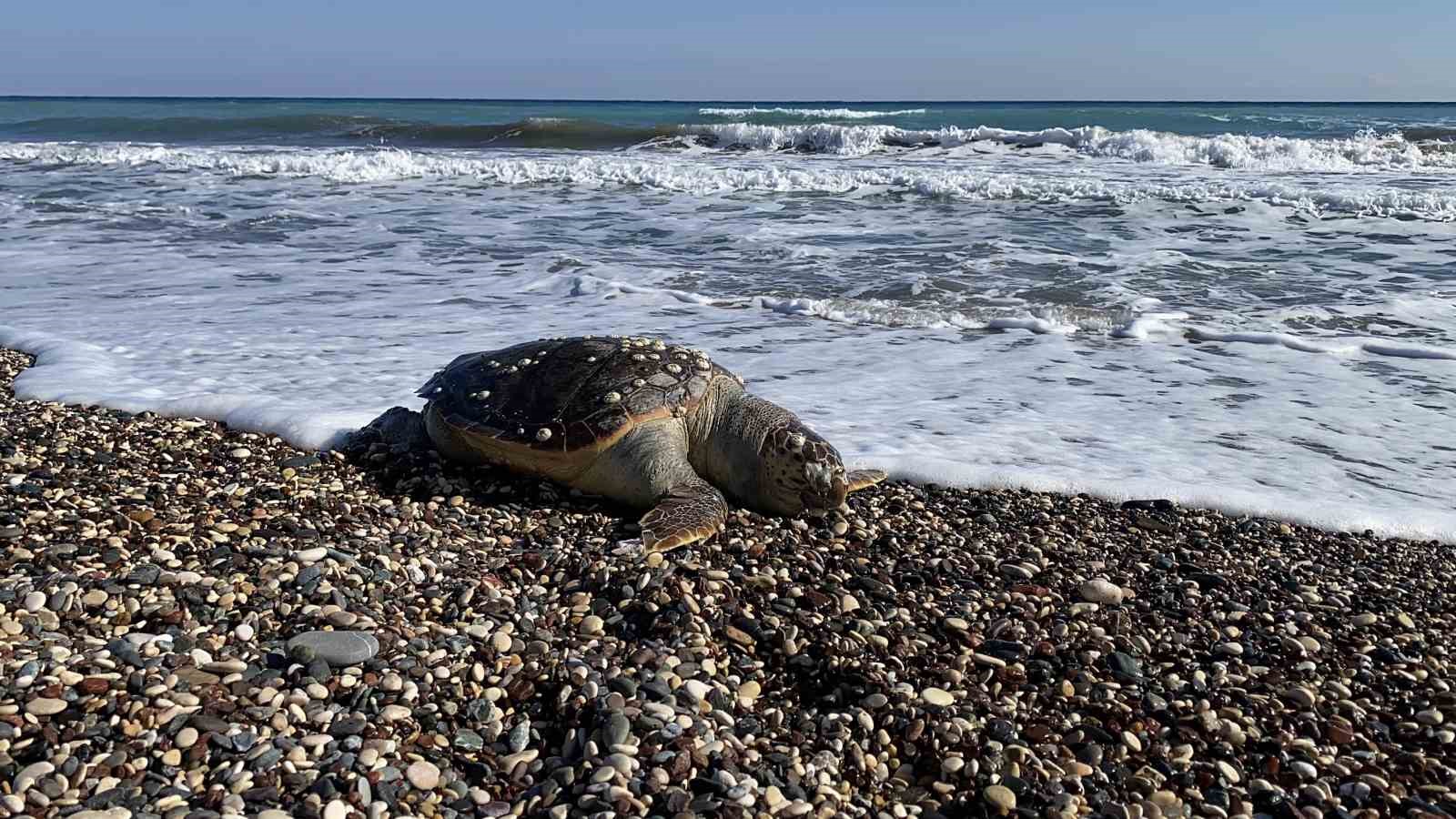 erdemli sahilinde uzucu manzara 2 gunde 2 caretta caretta telef oldu 2 JdkugZG4