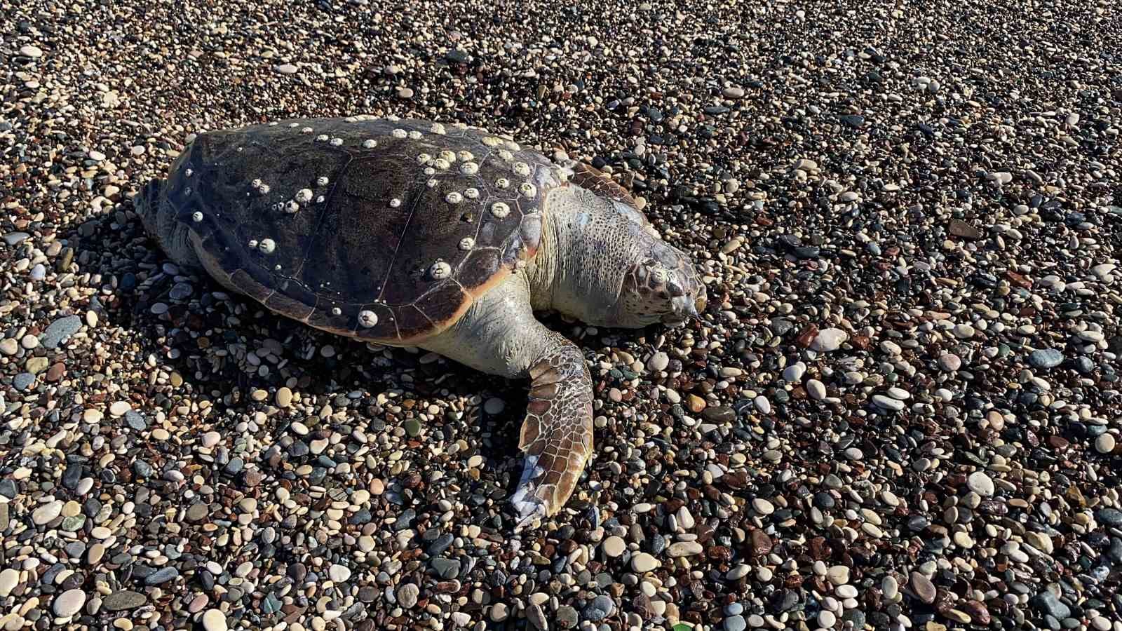 erdemli sahilinde uzucu manzara 2 gunde 2 caretta caretta telef oldu 3 jy7IAwSY