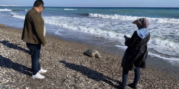 erdemli-sahilinde-uzucu-manzara-2-gunde-2-caretta-caretta-telef-oldu-R4uD7vjh.jpg