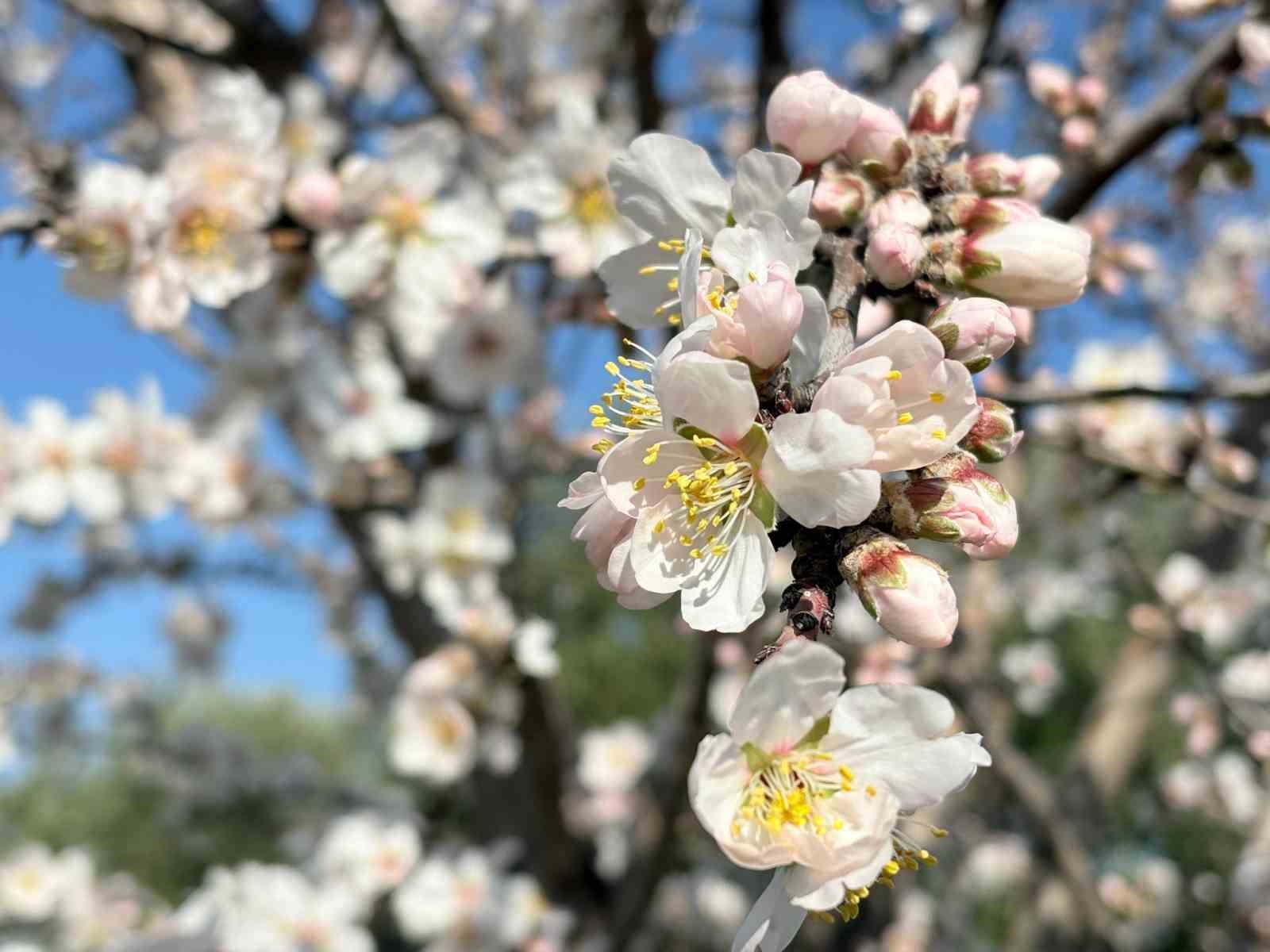 erken cicek acan badem agaclari ureticiyi tedirgin etti 0