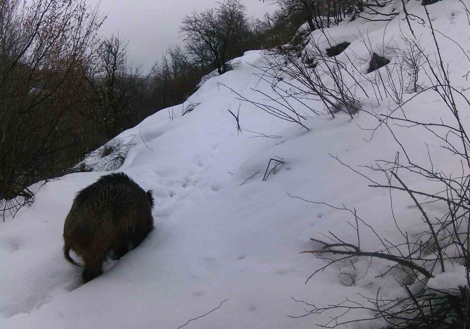 erzincanda vasaktan kurda yaban hayati kayit altinda 1 qCzkhXP6