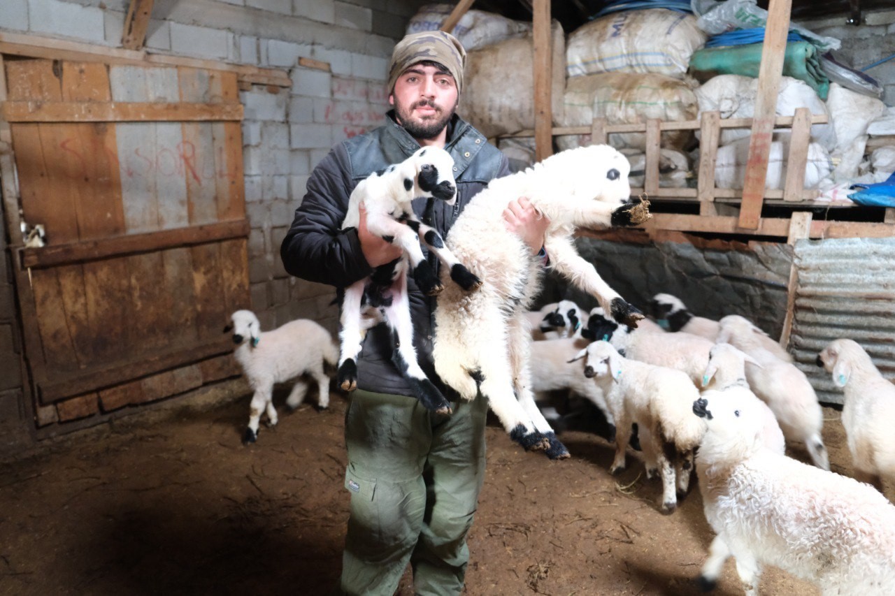 erzincanda yilin son kuzulari ureticilerin yuzunu guldurdu 3 JlrmZY28