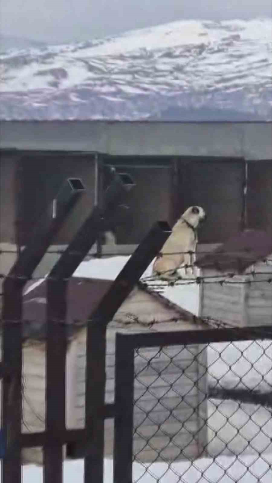 erzincandaki deprem oncesi sivastaki kangal kopekleri tepki verdi 0