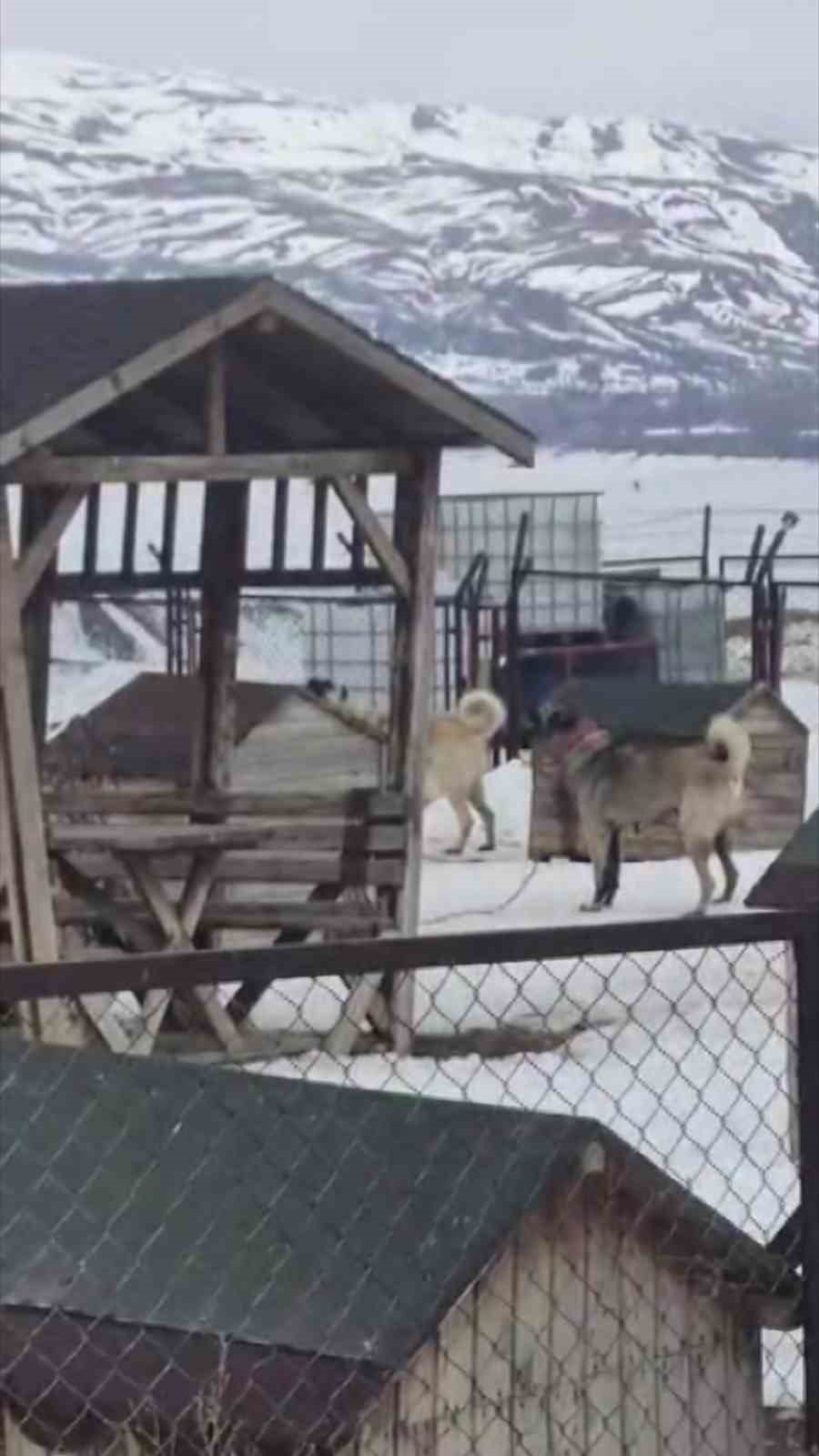 erzincandaki deprem oncesi sivastaki kangal kopekleri tepki verdi 1 6Ru9huRK