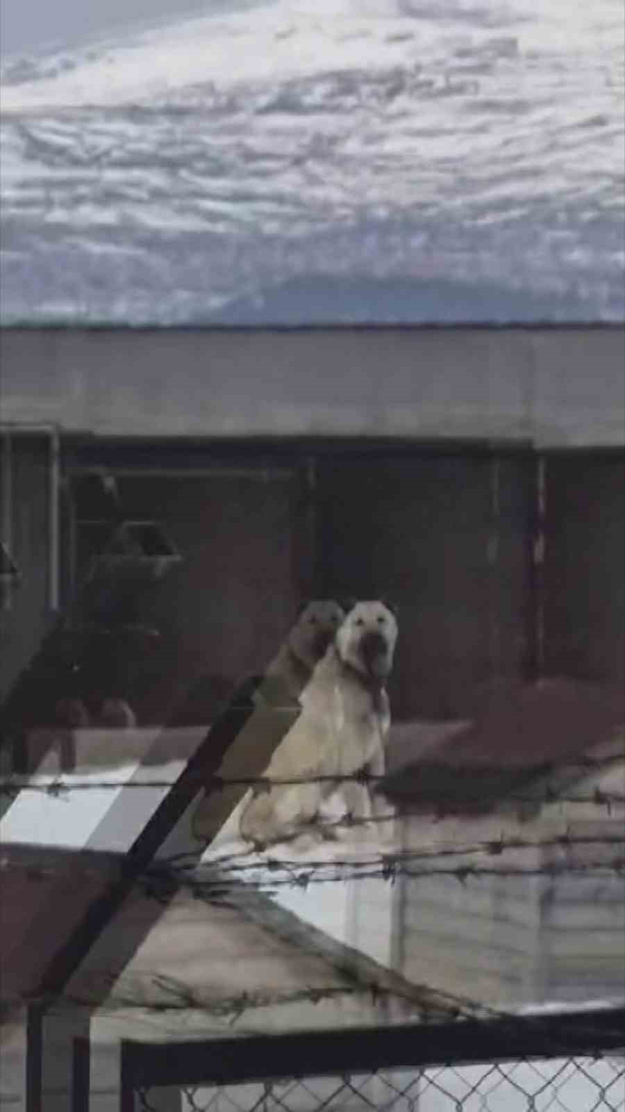 erzincandaki deprem oncesi sivastaki kangal kopekleri tepki verdi 2 GqEvuWfm