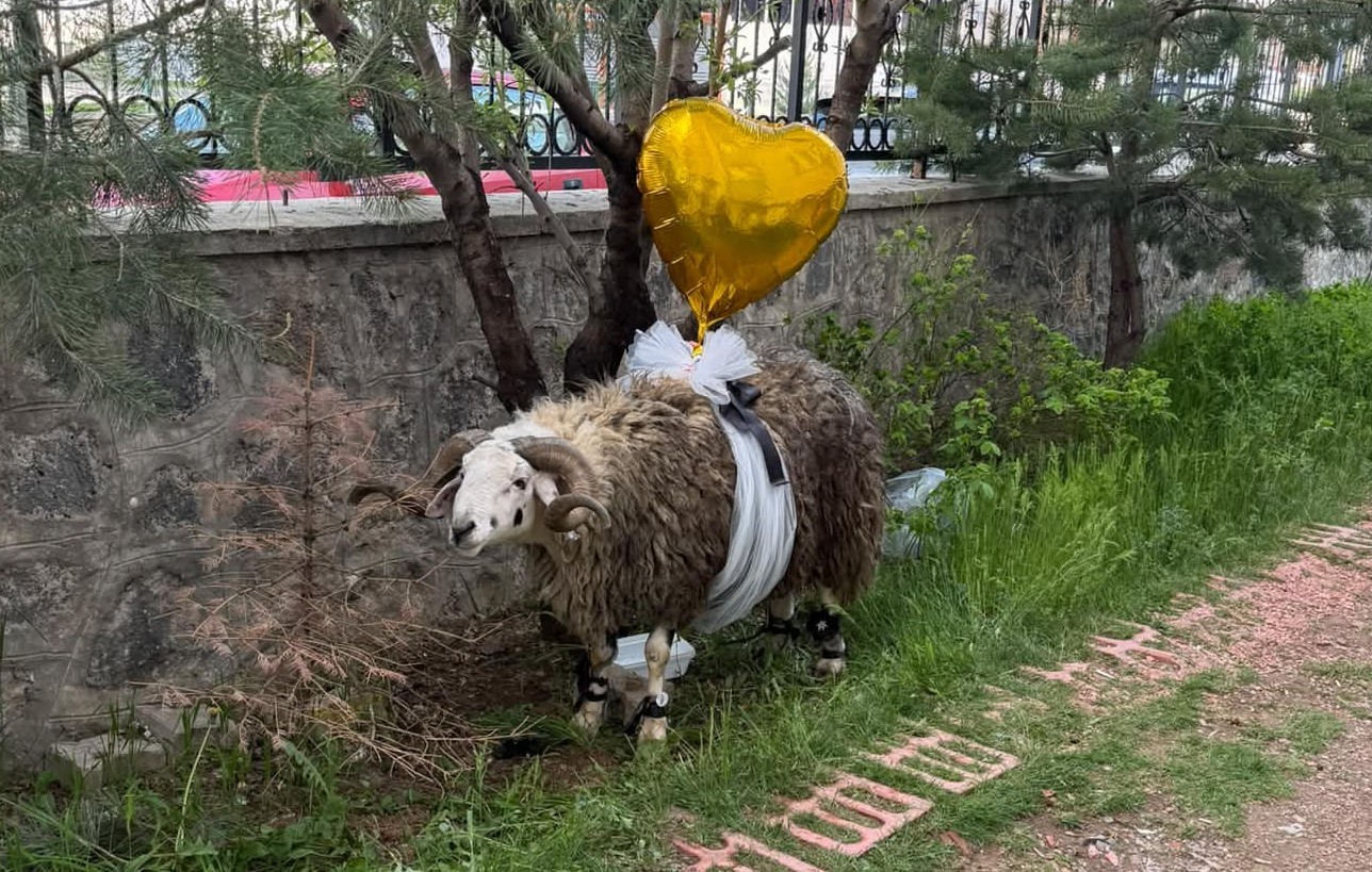 Erzurum’da asırlık gelenek yaşatılıyor: Gelin adaylarına süslenmiş "Nişan Koçu" hediyesi 6 erzurumda asirlik gelenek yasatiliyor gelin adaylarina suslenmis nisan kocu hediyesi 2 ShF6AC1E