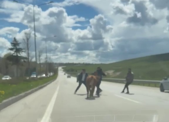 erzurumda bir kurban klasigi kacan kurbanliklar trafigi birbirine katti 0 LJe2auFD