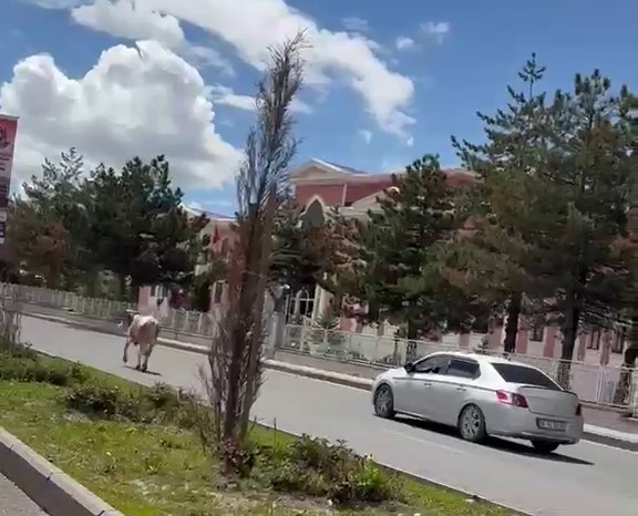 erzurumda bir kurban klasigi kacan kurbanliklar trafigi birbirine katti 1 aN4andQH