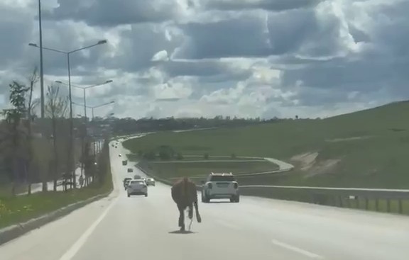 erzurumda bir kurban klasigi kacan kurbanliklar trafigi birbirine katti 2 8H1R3rn1