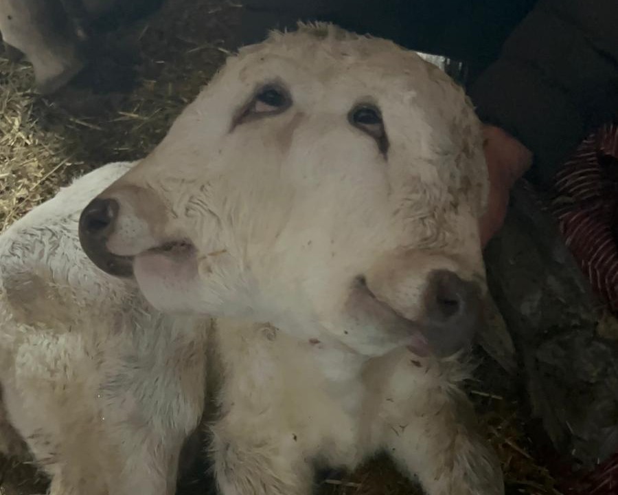 erzurumda cift basli buzagi dunyaya geldi 0