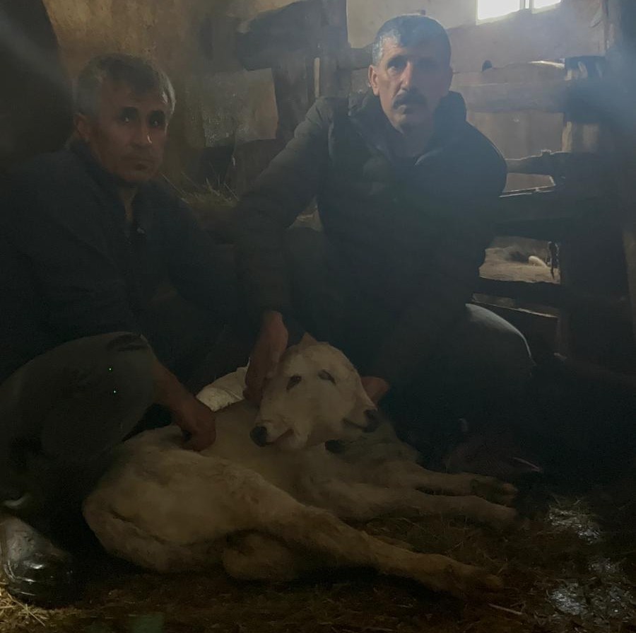 erzurumda cift basli buzagi dunyaya geldi 1 v7muq6zO