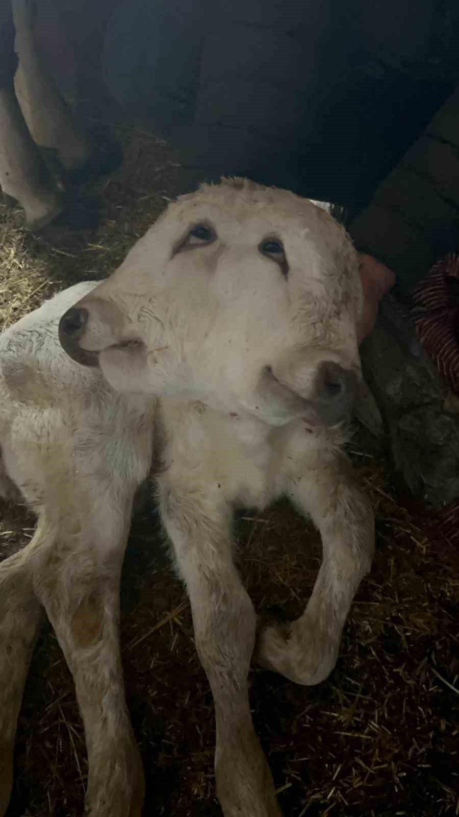erzurumda cift basli buzagi dunyaya geldi 2 zbd94LKP