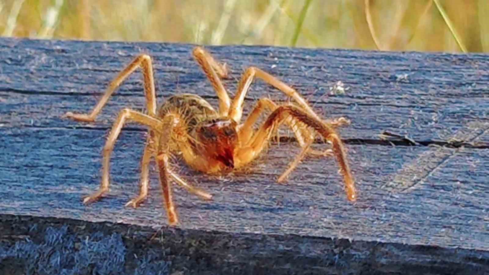 erzurumda dev sarikiz panigi gorenler hayretini gizleyemedi 0 neVs4EI7