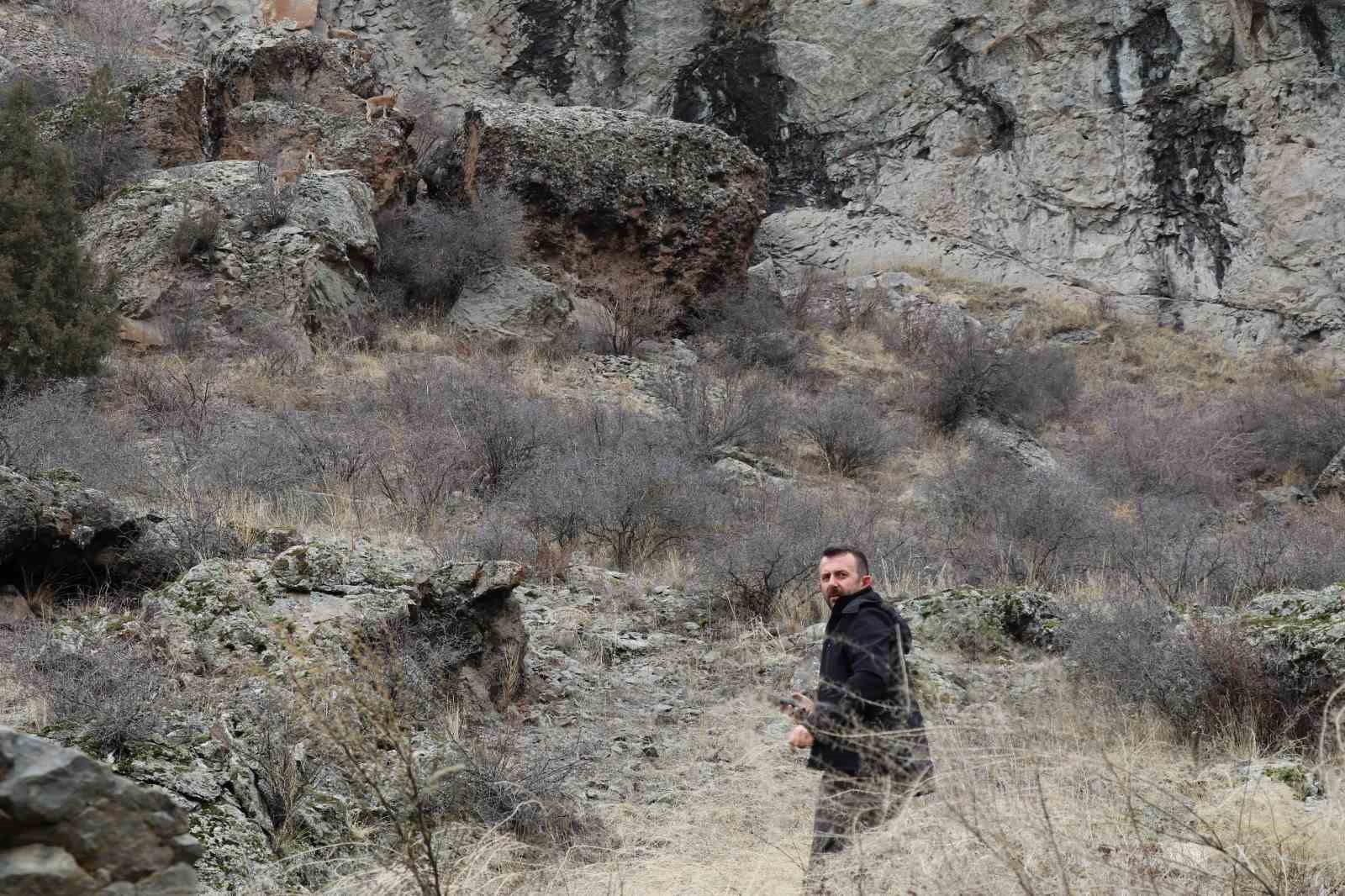 erzurumda kacak avcilar yaban kecisini yaraladi 3