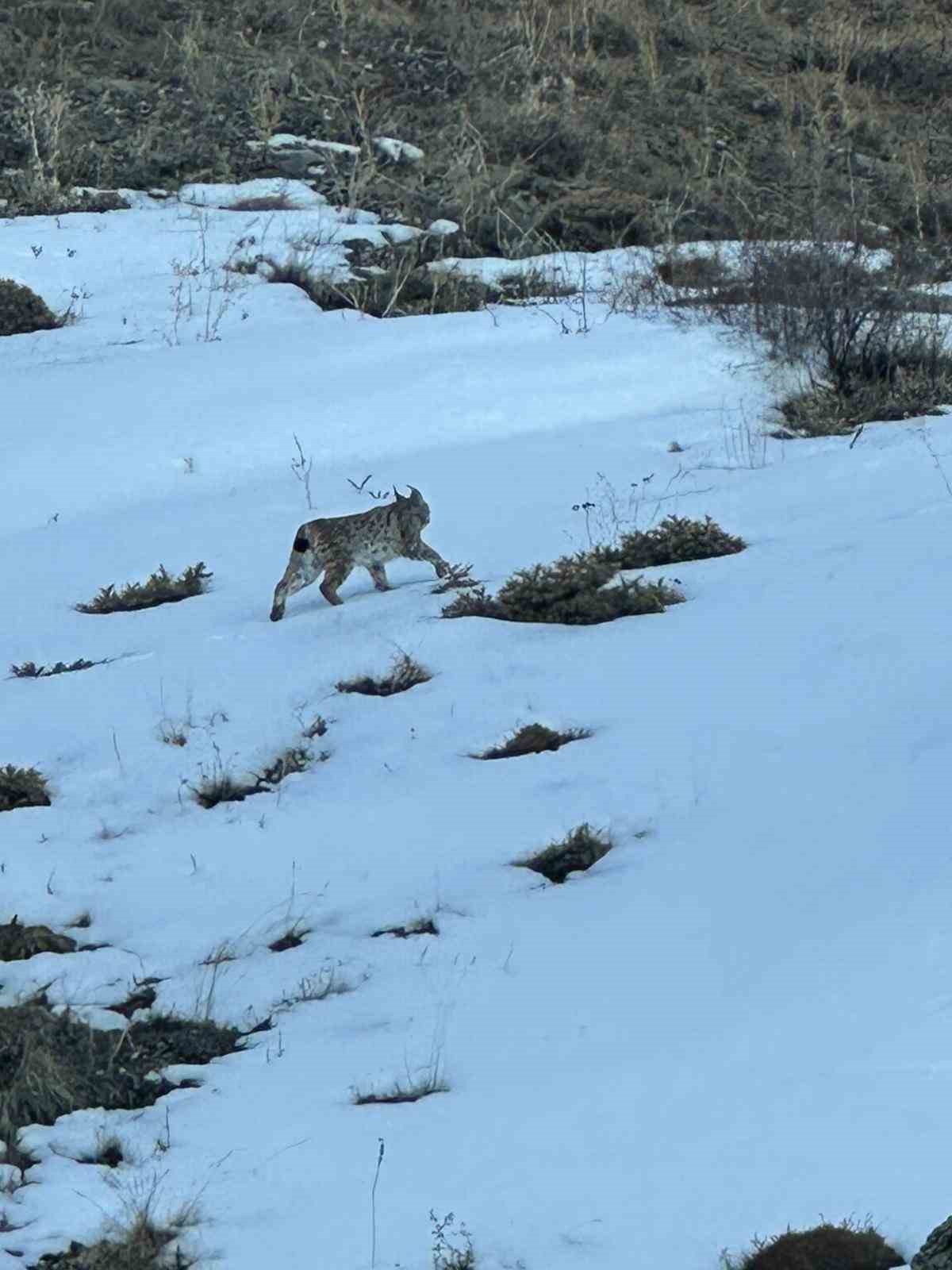Erzurum’da karlı arazide vaşak görüntülendi 4 erzurumda karli arazide vasak goruntulendi 0 aRNrugJS