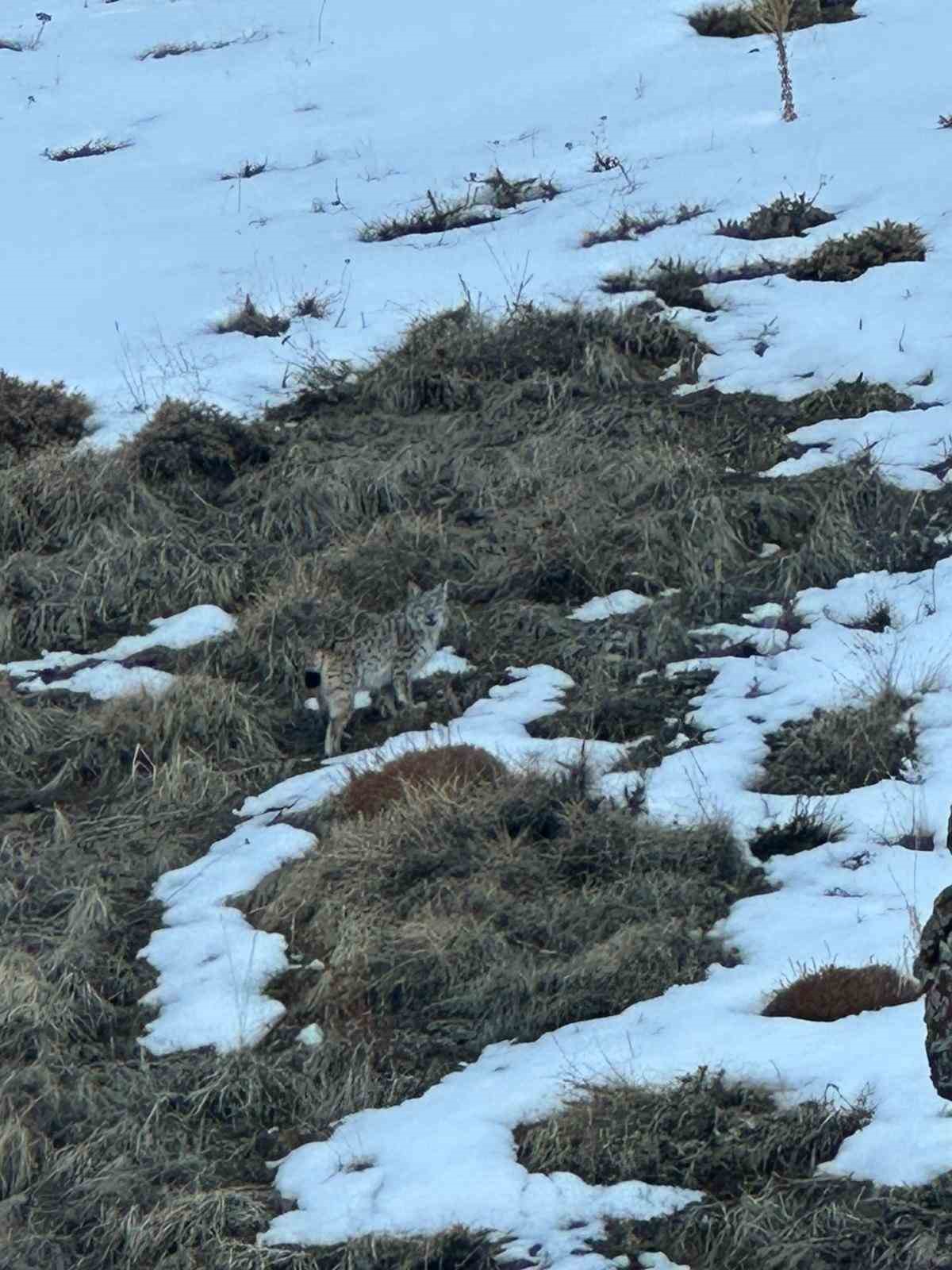 Erzurum’da karlı arazide vaşak görüntülendi 5 erzurumda karli arazide vasak goruntulendi 1 1bp9V96M