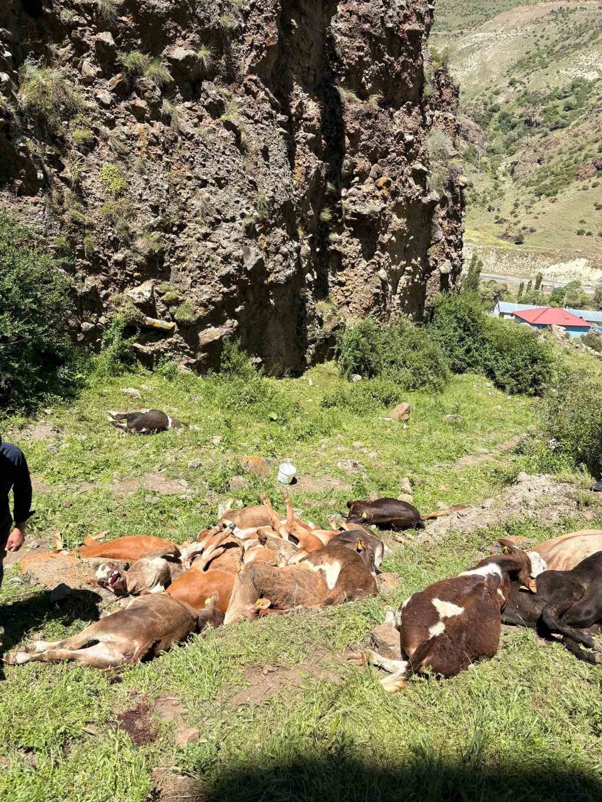 erzurumda kayaliklardan dusen 26 buzagi telef oldu 1 tBt6JXwl