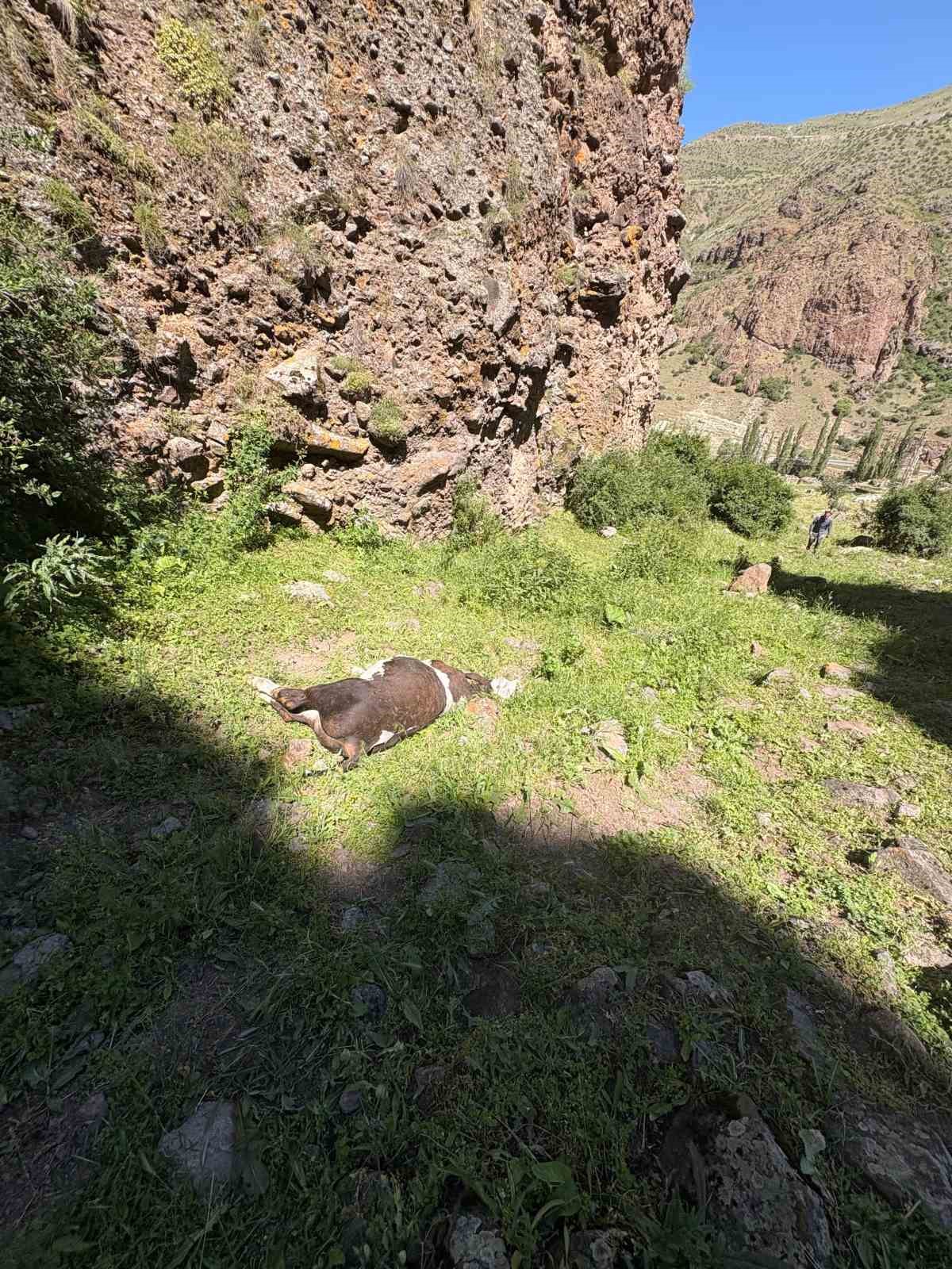erzurumda kayaliklardan dusen 26 buzagi telef oldu 3 tuPBsH1A