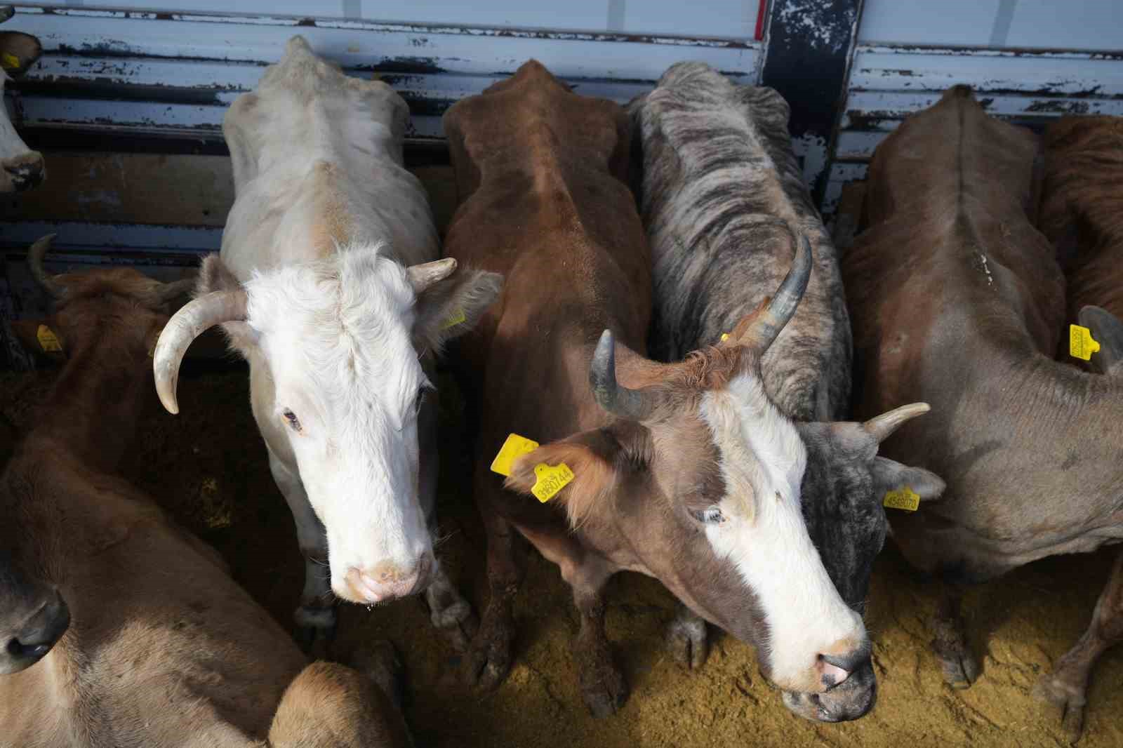 erzurumda kurbanliklara siki denetim 3 XbYq428e