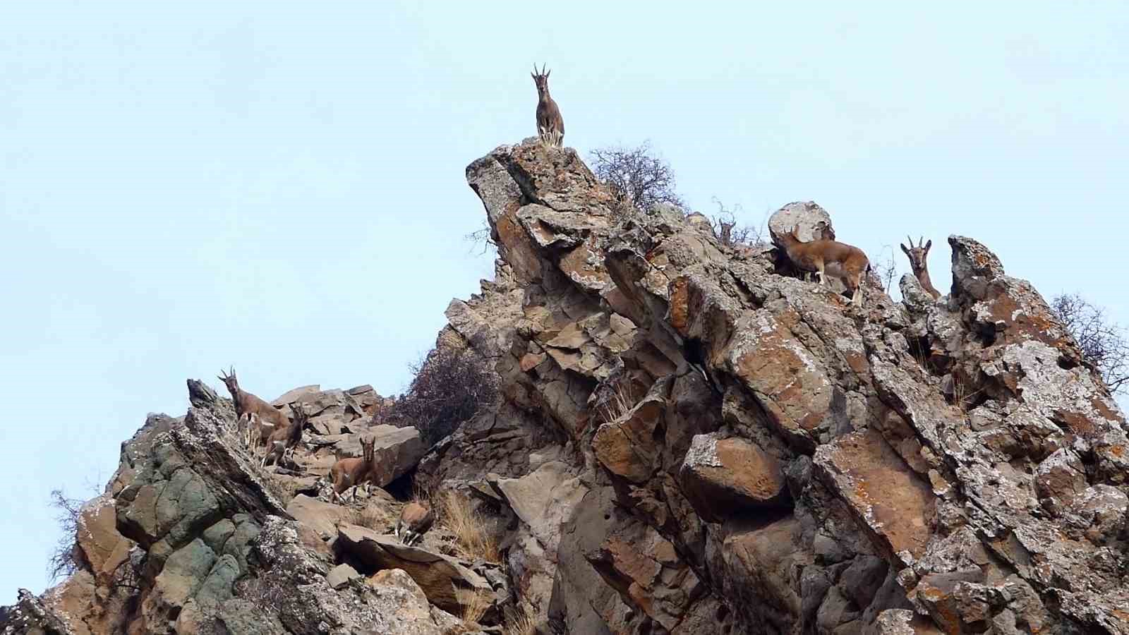 erzurumda yaban hayati fotokapanlara takildi 0 czTq2XGF