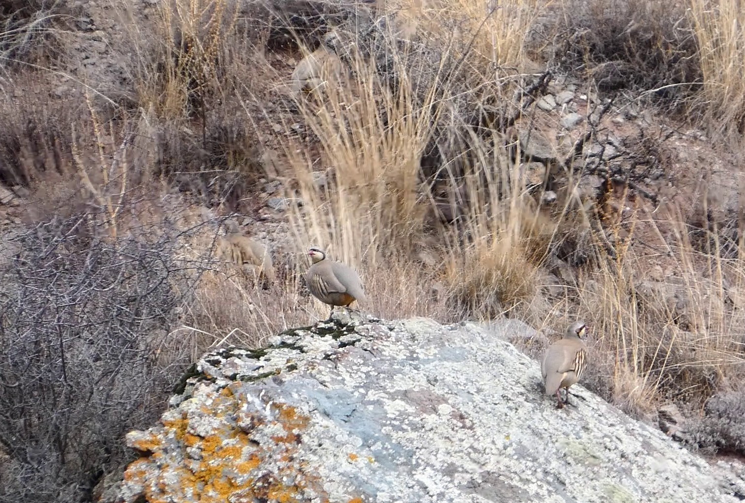 erzurumda yaban hayati fotokapanlara takildi 1 yKAGGVbY