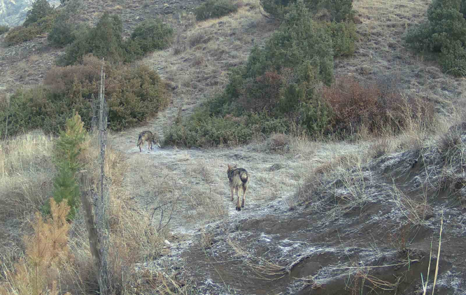 erzurumda yaban hayati fotokapanlara takildi 2 UUS62u6L