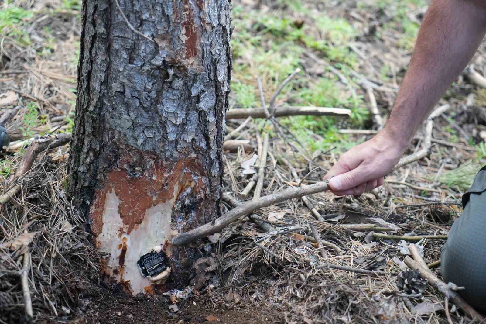 erzurumun akcigerlerine planli dokunus 2 uSqBYnz6