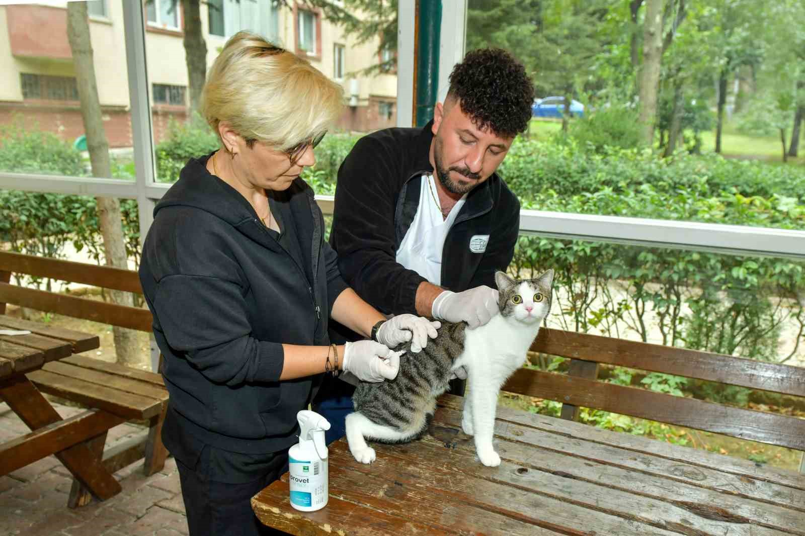 Esenyurt’ta sokak kedilerine parazit uygulaması: Hem hayvan sıhhatine hem toplum sıhhatine katkı 1 esenyurtta sokak kedilerine parazit uygulamasi hem hayvan sihhatine hem toplum sihhatine katki 0